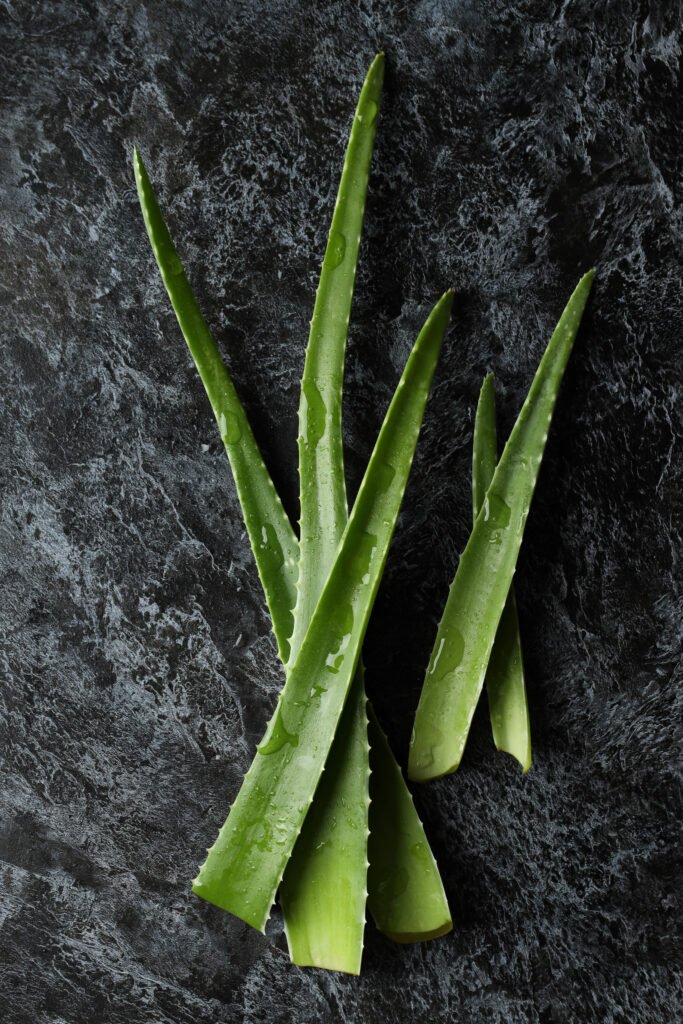 Aloe vera