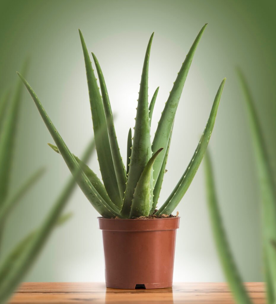 Aloe Vera