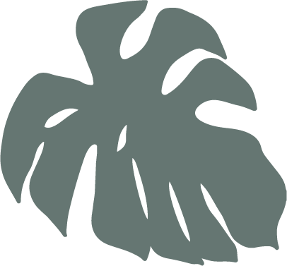 Ilustración en verde de hoja de monstera con fondo transparente