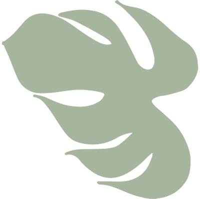 Ilustración en verde de hoja de monstera con fondo transparente