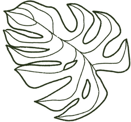 Ilustración en verde de hoja de monstera con fondo transparente