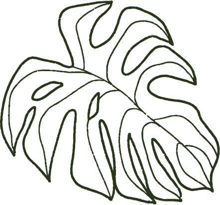 Ilustración en verde de hoja de monstera con fondo transparente