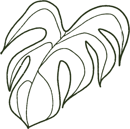 Ilustración en verde de hoja de monstera con fondo transparente